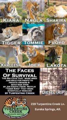 Turpentine Creek Wildlife Refuge in Eureka Springs, AR.